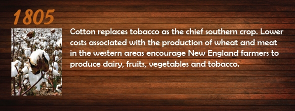 1805 - Cotton replaces tobacco as the chief southern crop. Lower costs associated with the production of wheat and meat in the western areas encourage New England farmers to produce dairy, fruits, vegetables and tobacco.