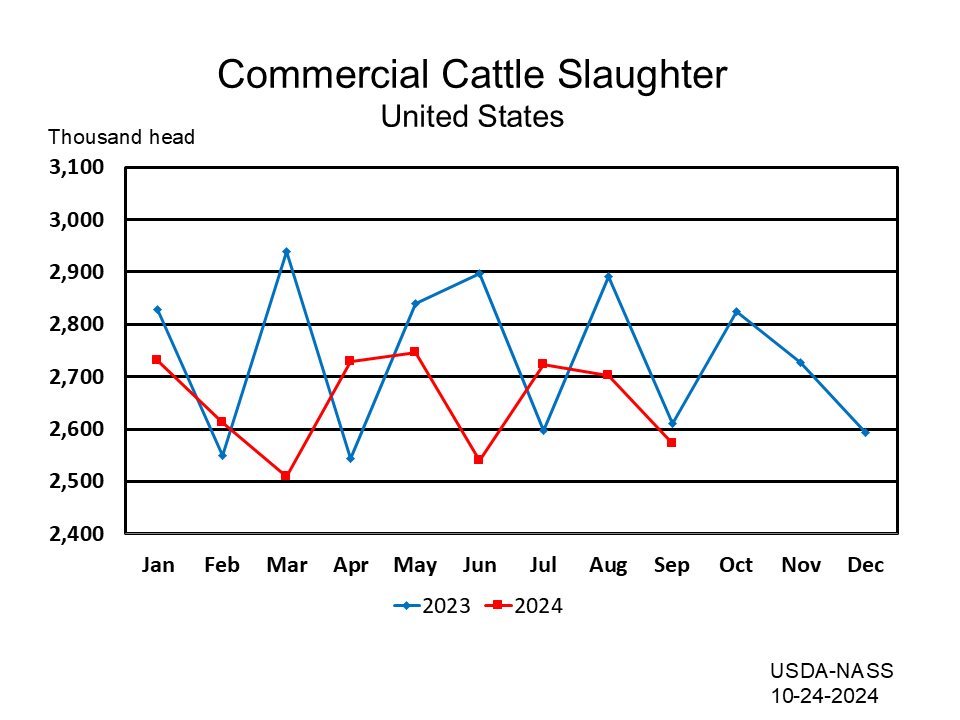 Commercial Cattle Slaughter