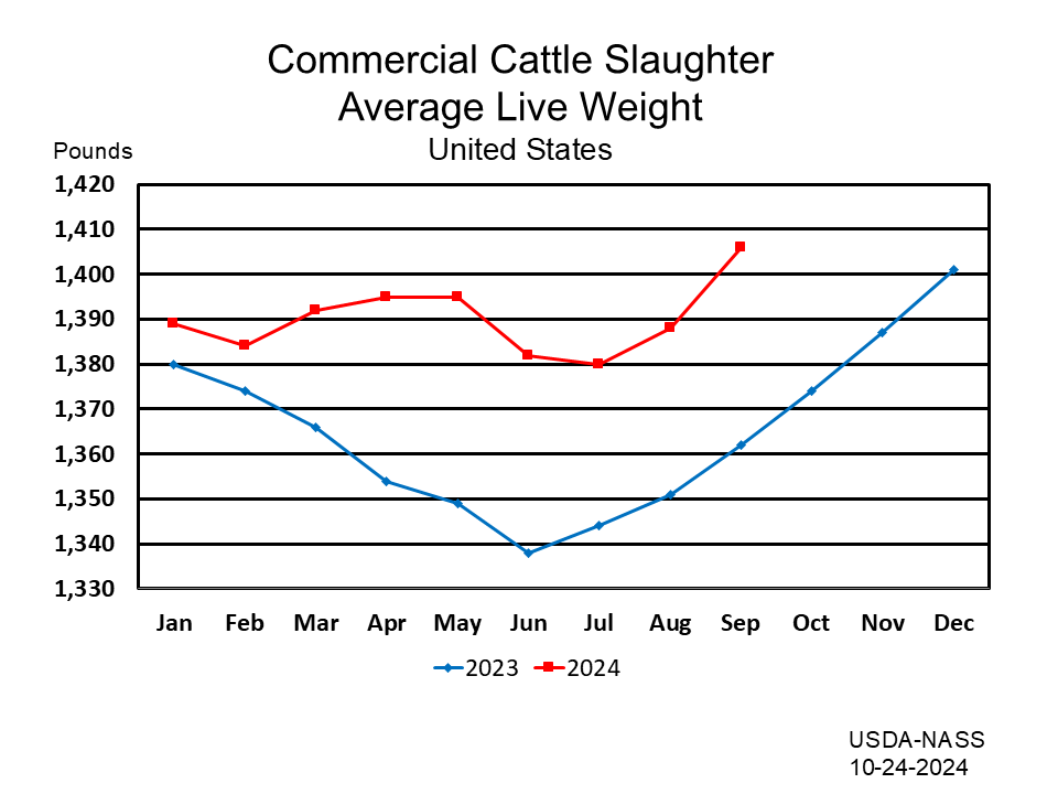 Commercial Cattle Slaughter