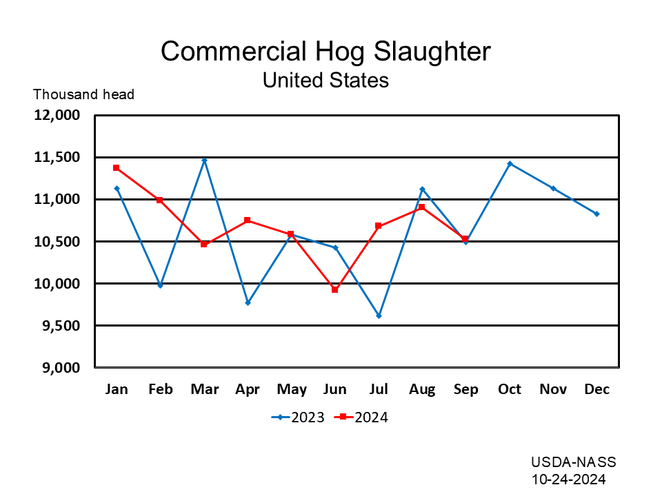 Commercial Hog Slaughter