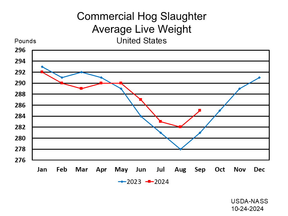 Commercial Hog Slaughter