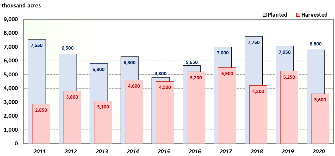 A bar chart of Texas Upland Cotton acres planted and harvested for the last ten years.